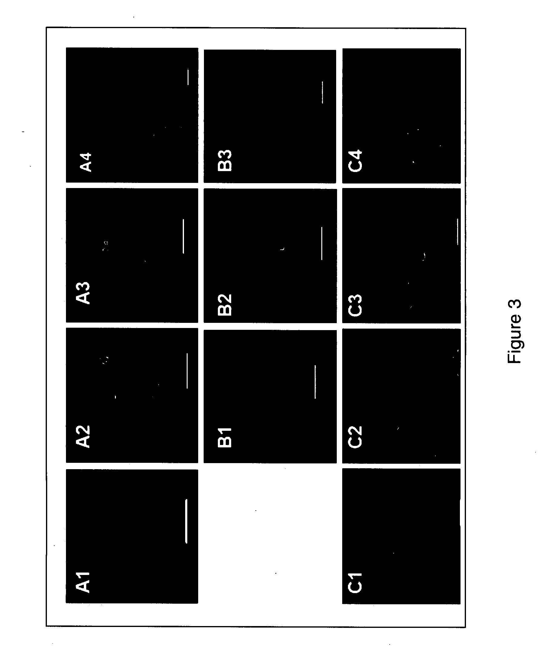 Method of deriving pluripotent stem cells from a single blastomere