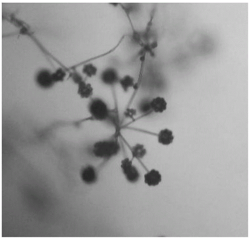 Heat-resistant fungus new species and application thereof in microbial fertilizer