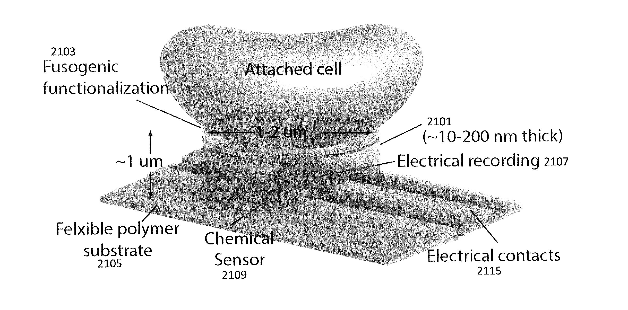 Devices and methods for long-term intracellular access