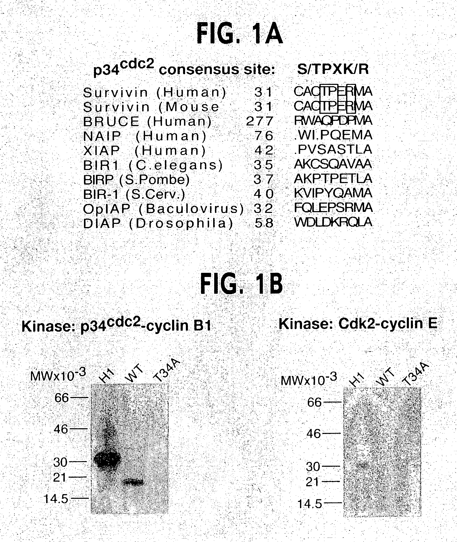 Methods for selectively modulating survivin apoptosis pathways