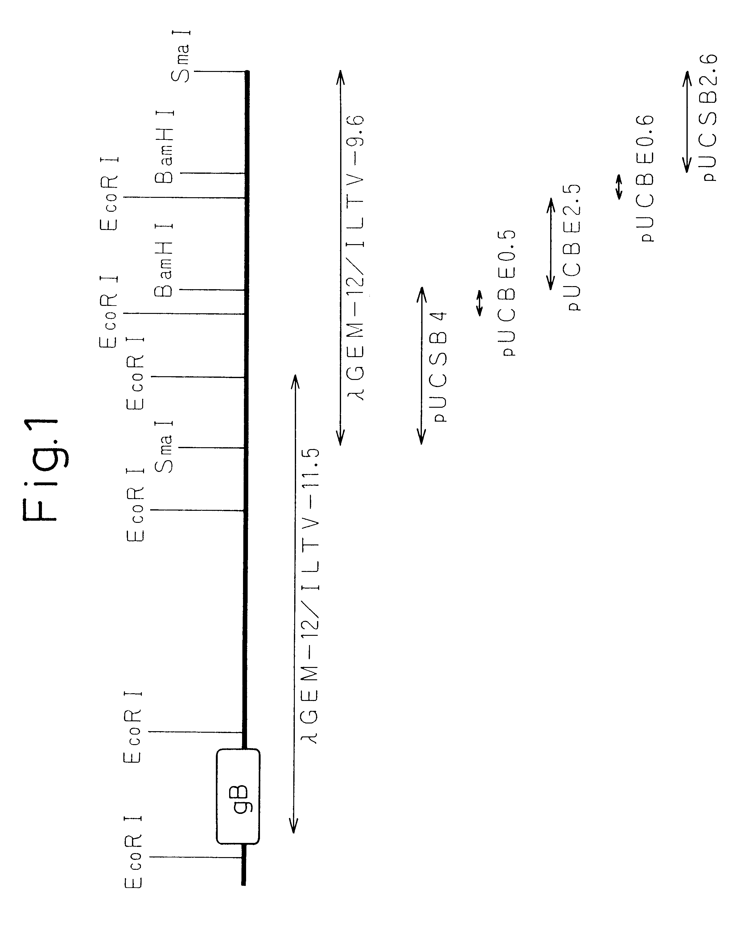 Antigenic protein originating in infectious laryngotracheitis virus