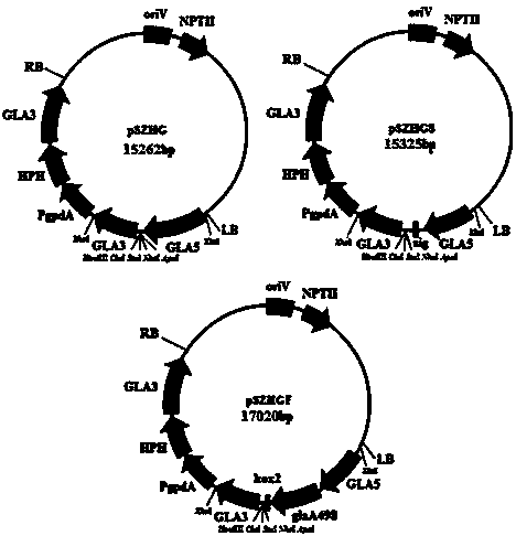 Ti plasmid aspergillus niger gene replacement expression vector and application thereof