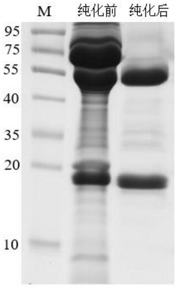 Monoclonal antibody prepared from African swine fever virus truncated protein p54 and application of monoclonal antibody