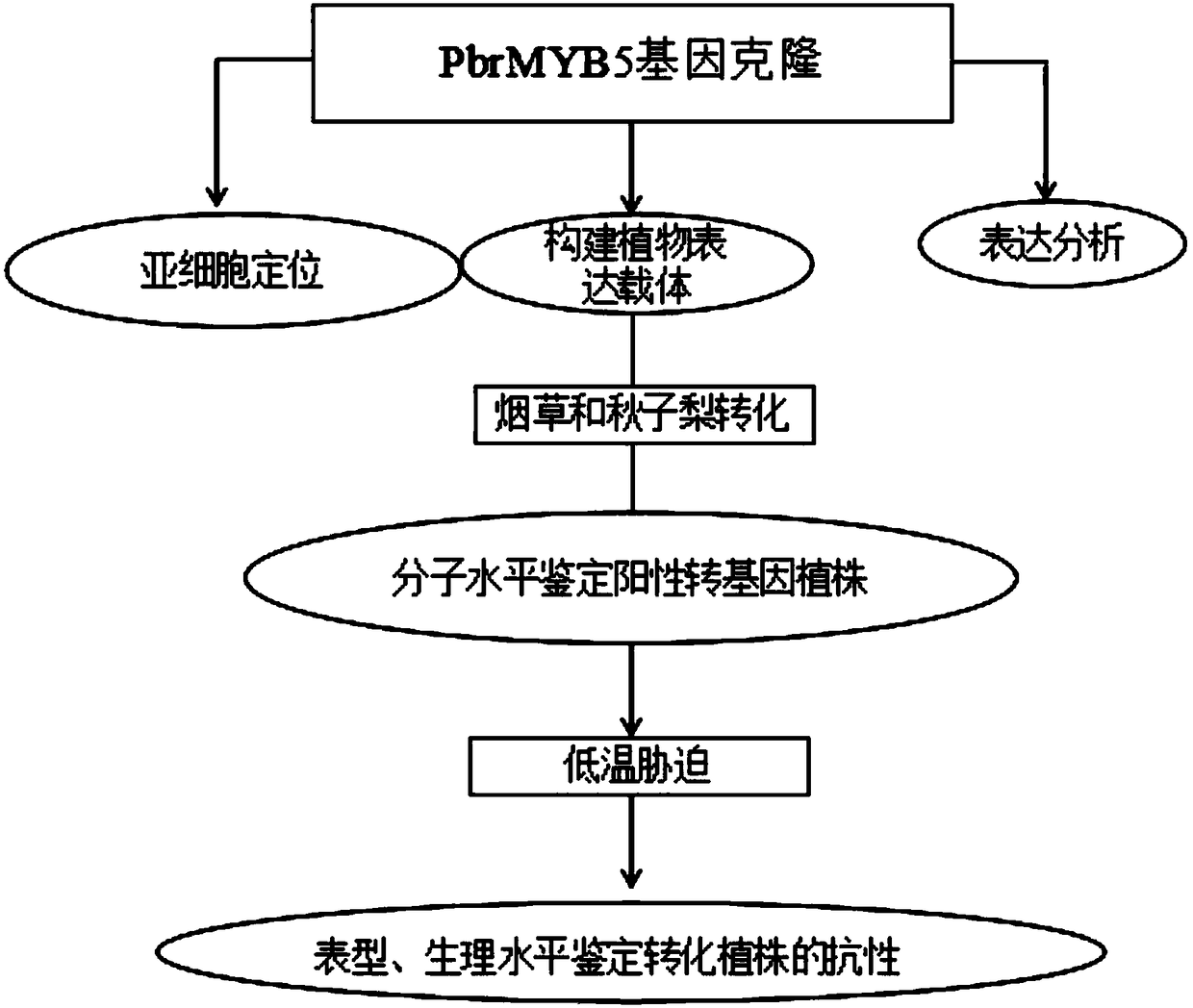 Pyrus betulaefolia cold-resistant factor PbrMYB5 and application thereof