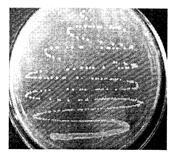 Staphylococcus epidermidis and application thereof in producing fermented segmental pork