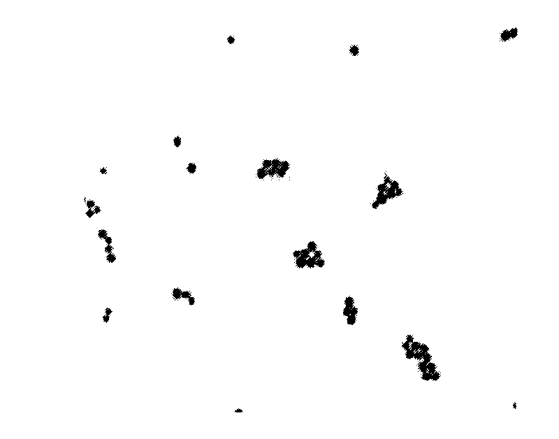 Staphylococcus epidermidis and application thereof in producing fermented segmental pork