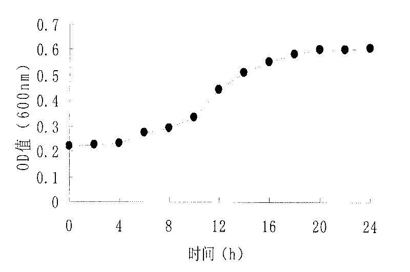 Staphylococcus epidermidis and application thereof in producing fermented segmental pork