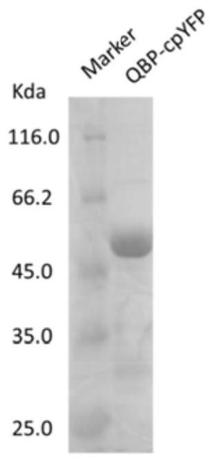 Glutamine optical probe and its preparation method and application