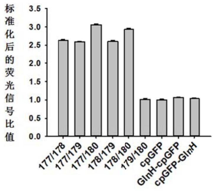 Glutamine optical probe and its preparation method and application