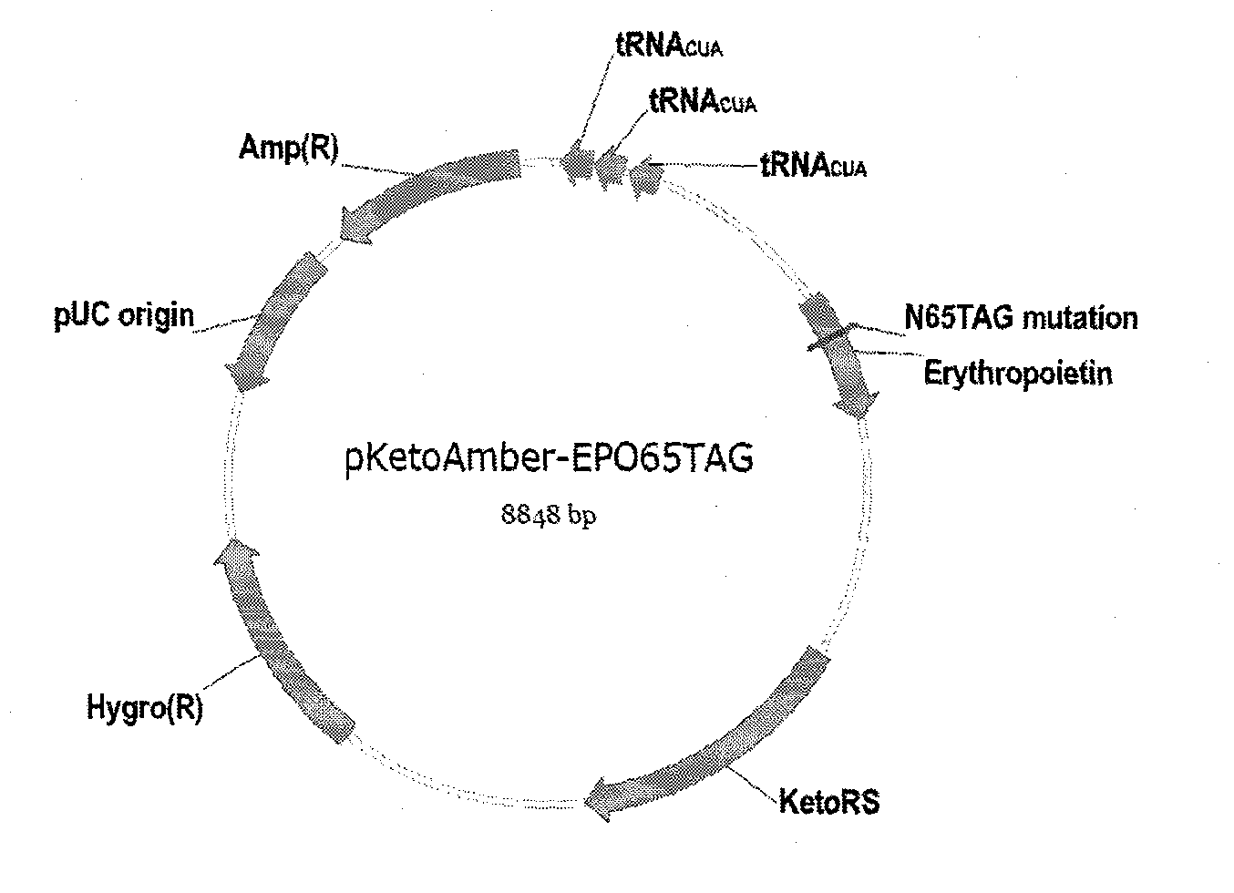 Reorganizational hemopoietin and preparation method thereof