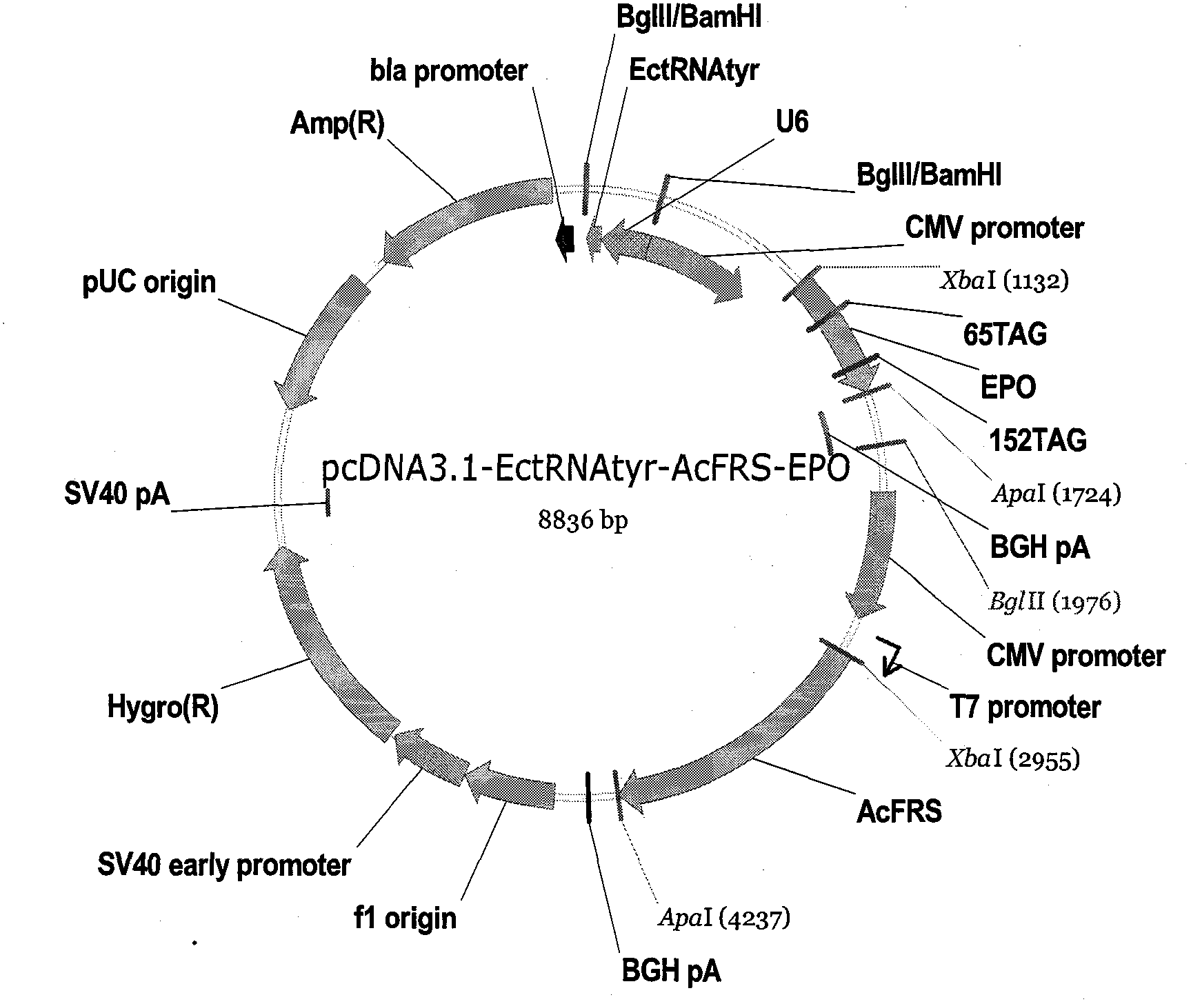 Reorganizational hemopoietin and preparation method thereof