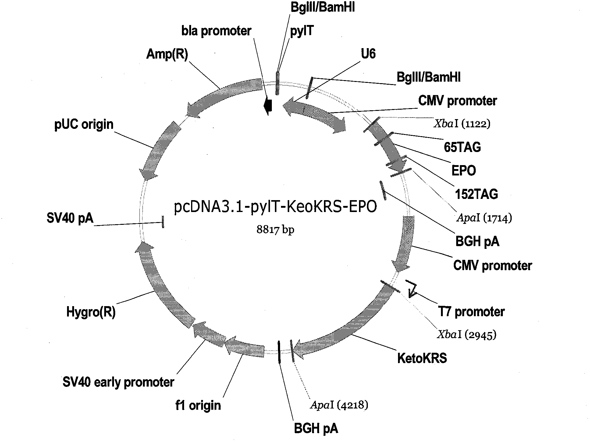 Reorganizational hemopoietin and preparation method thereof