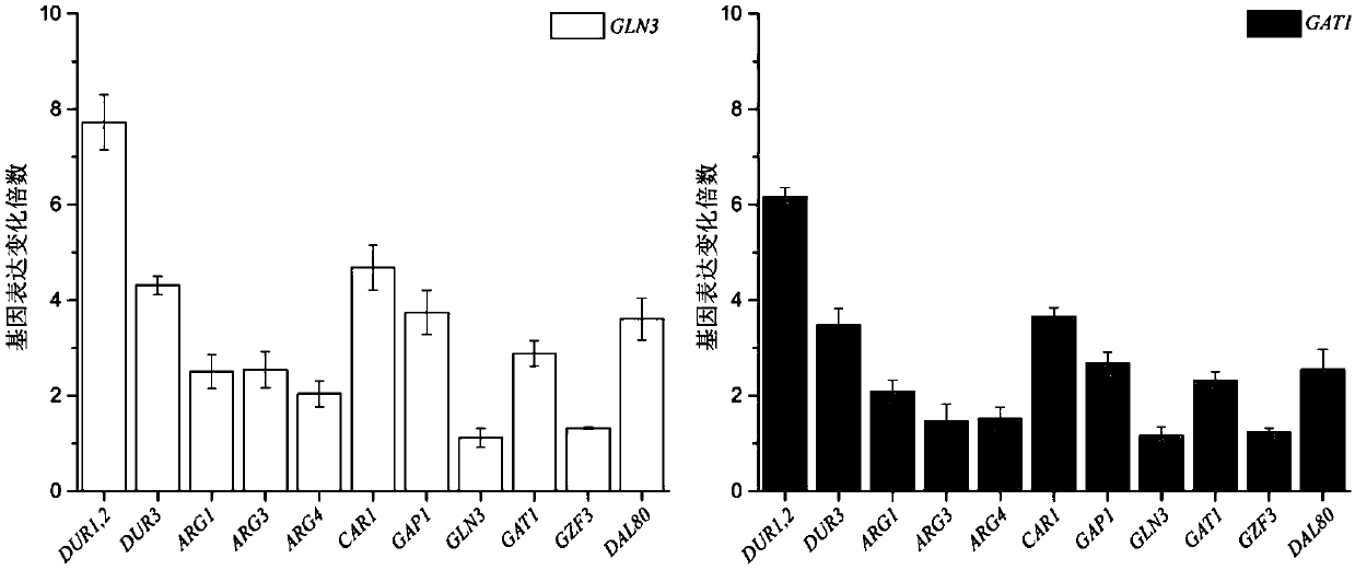 Method for reducing yellow wine yeast urea accumulation by regulating and controlling activating transcription factors