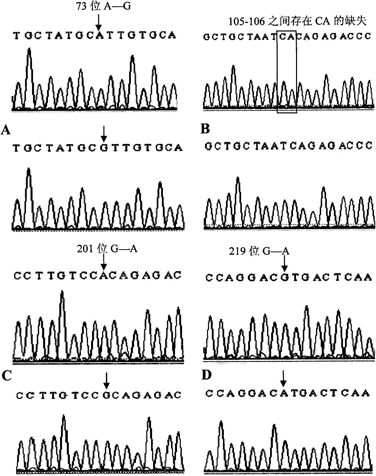 Single nucleotide polymorphism (SNP) related to sheep eye muscle property and application thereof