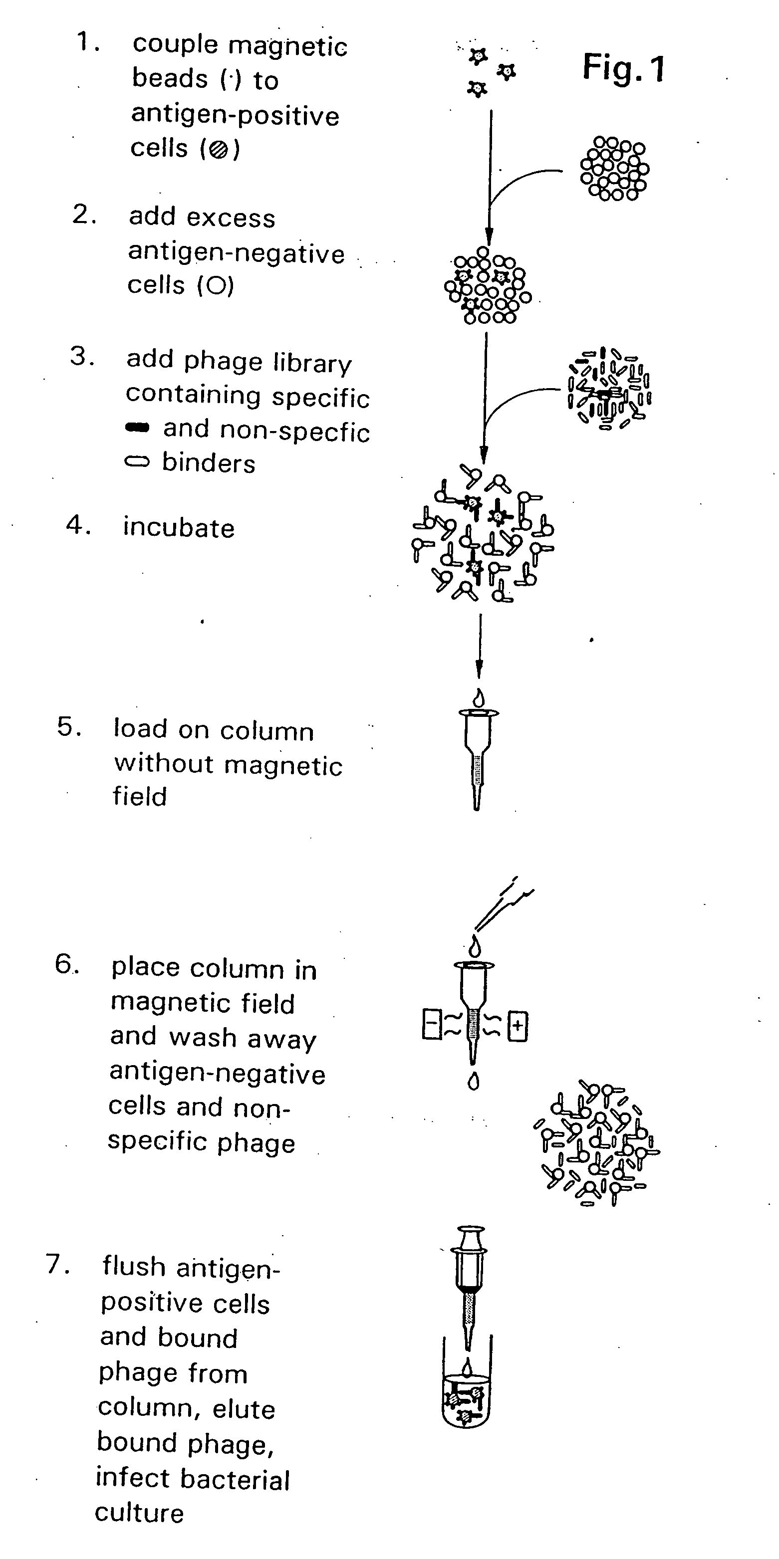 Compositions and methods for detection of antibody binding to cells