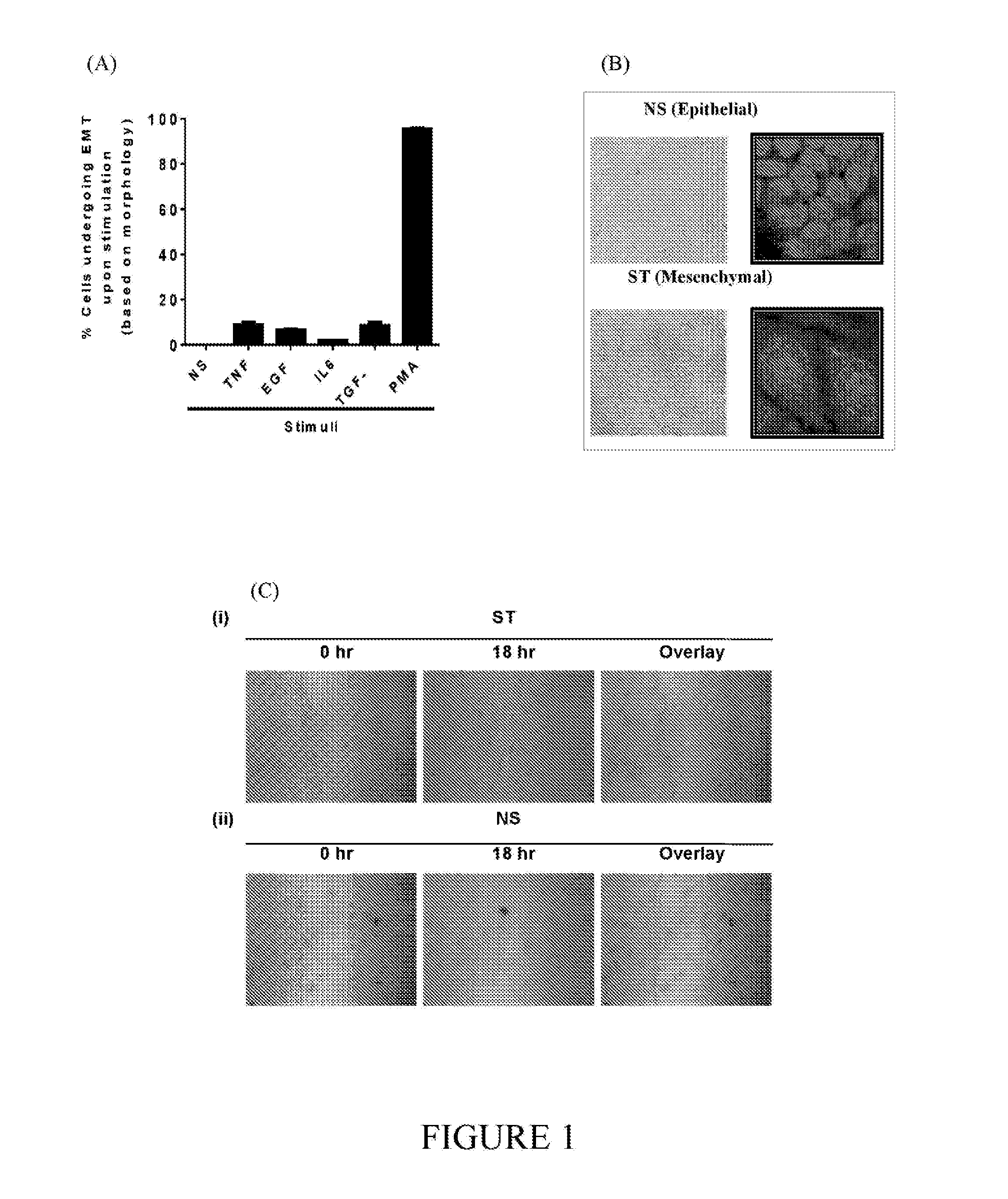 Stem Cell Modulation II