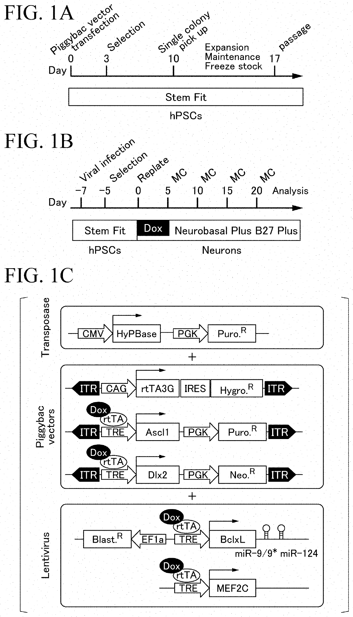 Method for producing parvalbumin-positive nerve cells, cell, and differentiation inducer