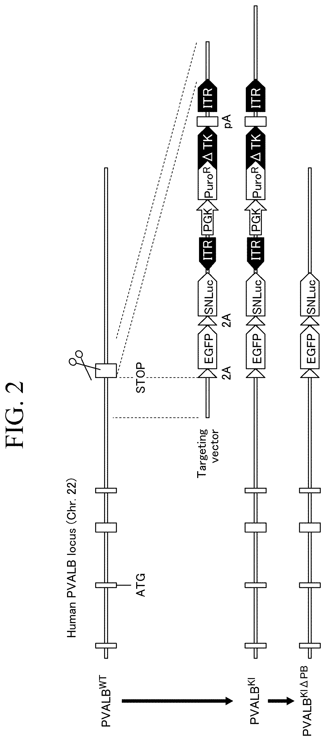 Method for producing parvalbumin-positive nerve cells, cell, and differentiation inducer