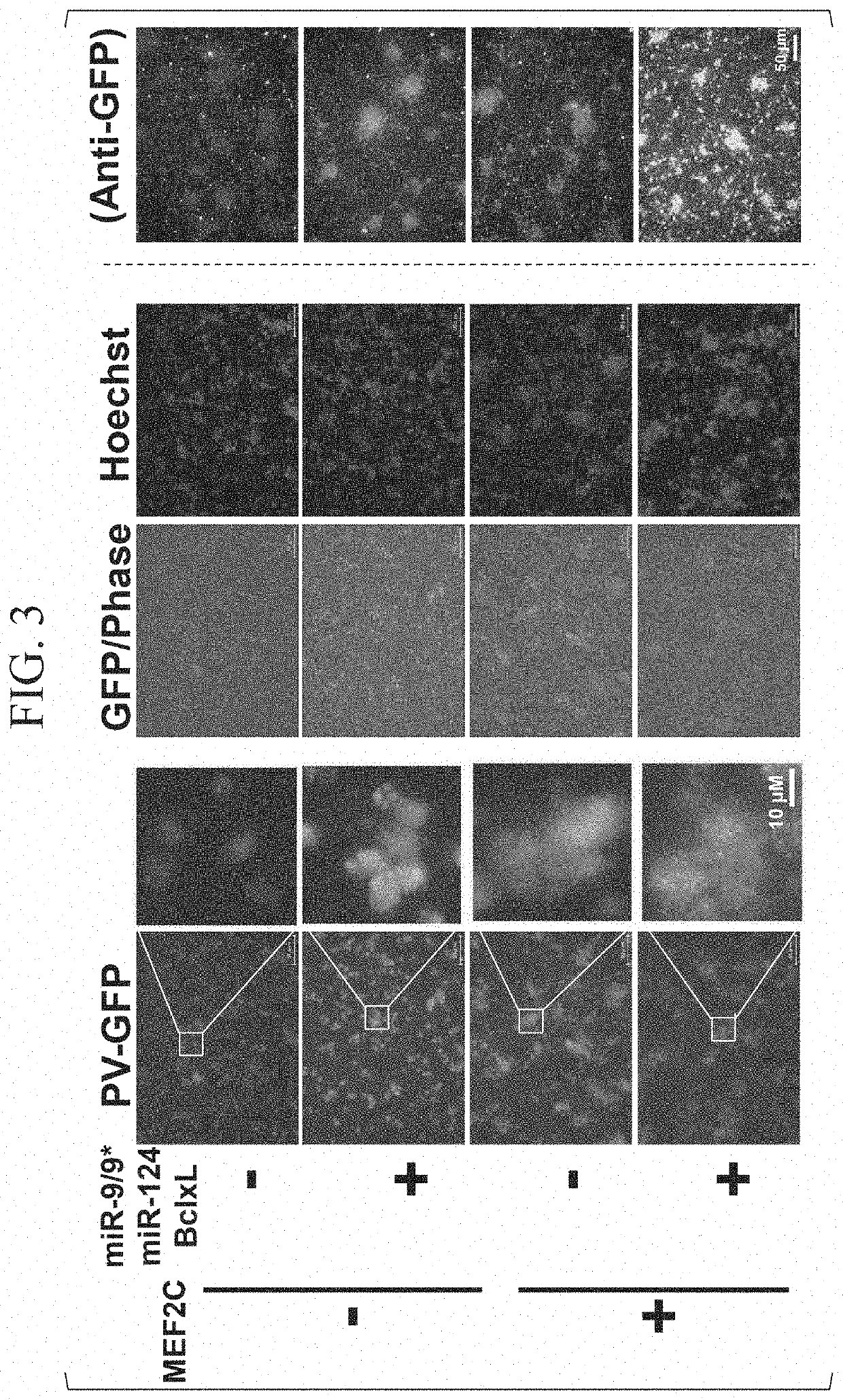 Method for producing parvalbumin-positive nerve cells, cell, and differentiation inducer