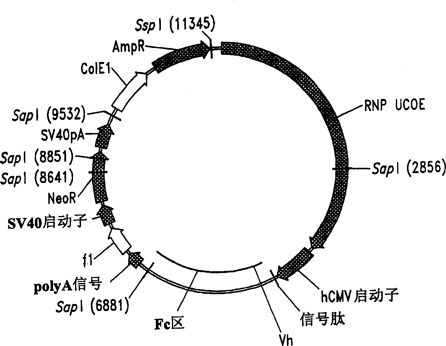 COmpositions and methods for high-level, large-scale production of recombinant proteins