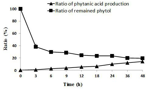 Feeding method capable of converting phytol into phytanoic acid in higher proportionin ruminant rumen