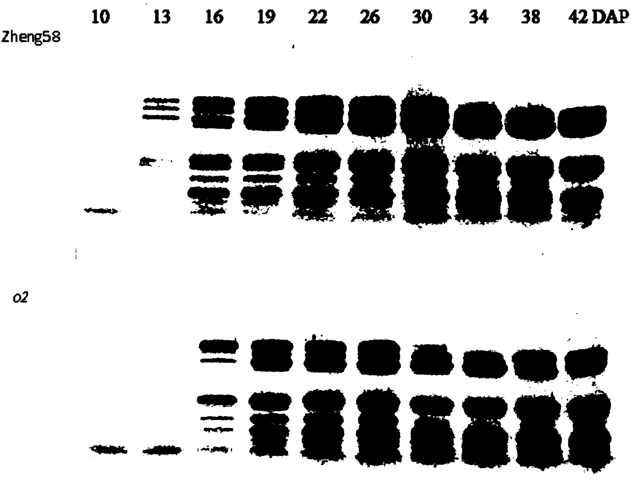 Opaque2 gene mutation site in Zheng 58/opaque2 near-isogenic line and application thereof
