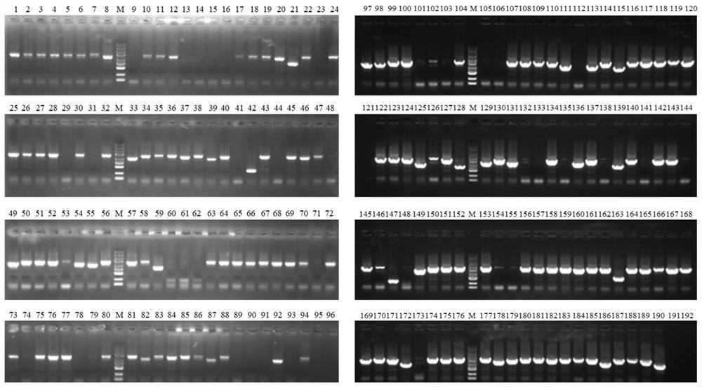 Application of high-throughput screening tool for enabling Escherichia coli to obtain effective NHEJ system in Escherichia coli gene editing