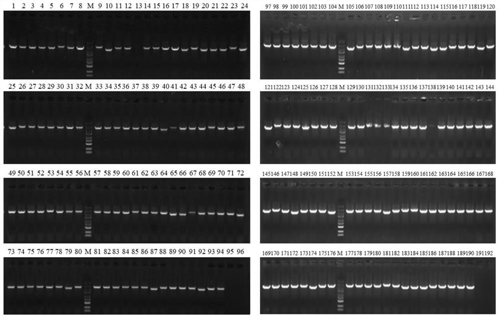 Application of high-throughput screening tool for enabling Escherichia coli to obtain effective NHEJ system in Escherichia coli gene editing