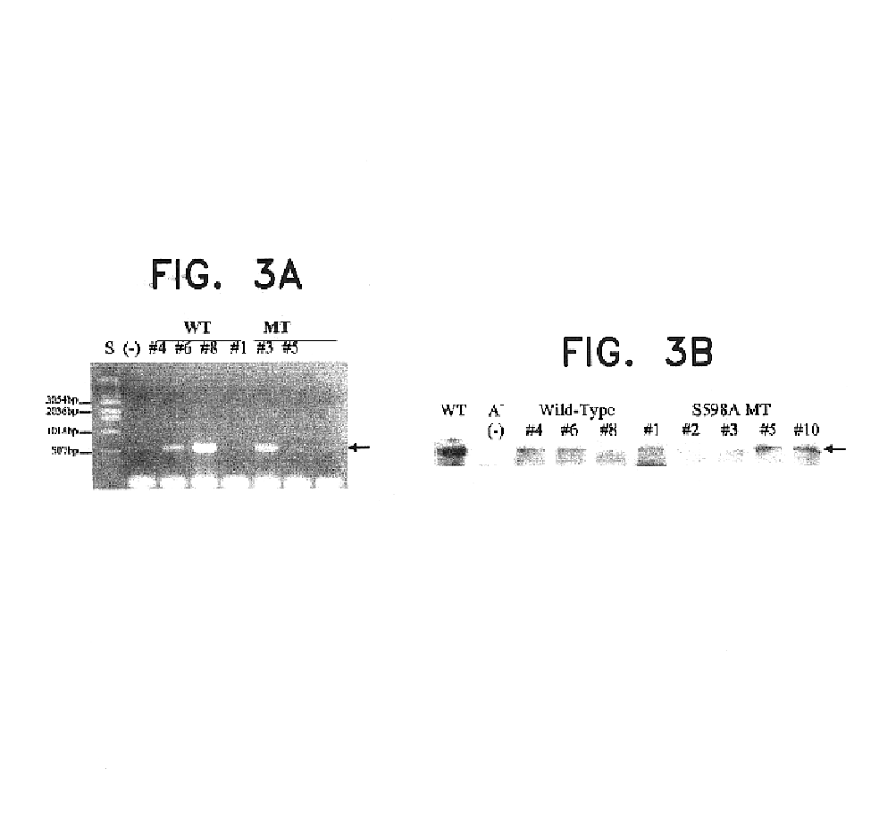 Nucleic acid molecules encoding hyperactive mutant phytochromes and uses thereof