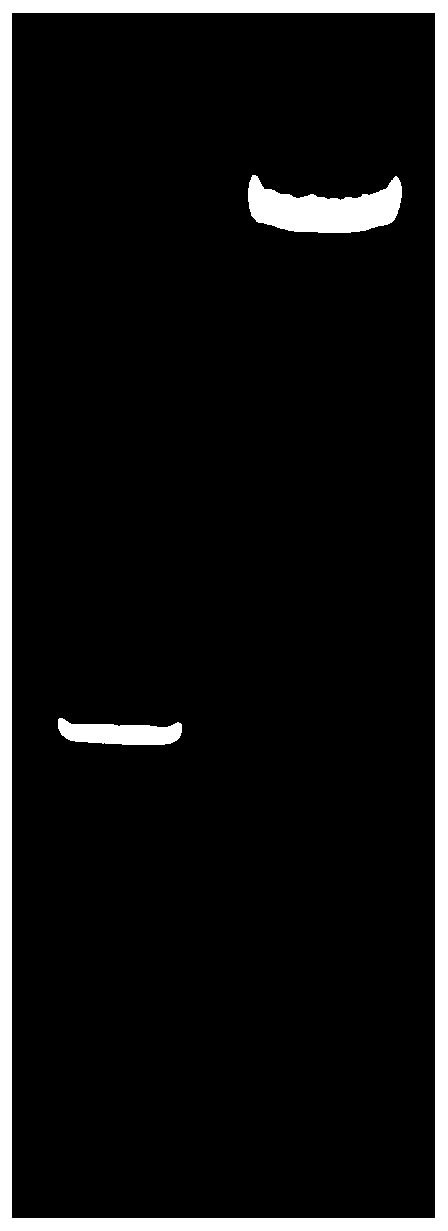 FastL-CAR fusion protein, T cell expressing fusion protein, and preparation method and application thereof