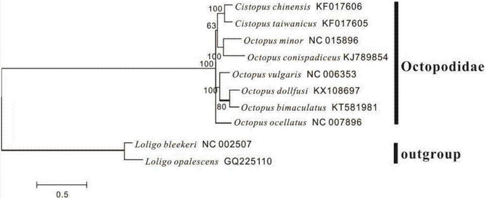 Mitochondrial genome complete sequence primer of octopus dollfusi as well as designing, phylogenetic analysis and amplification methods