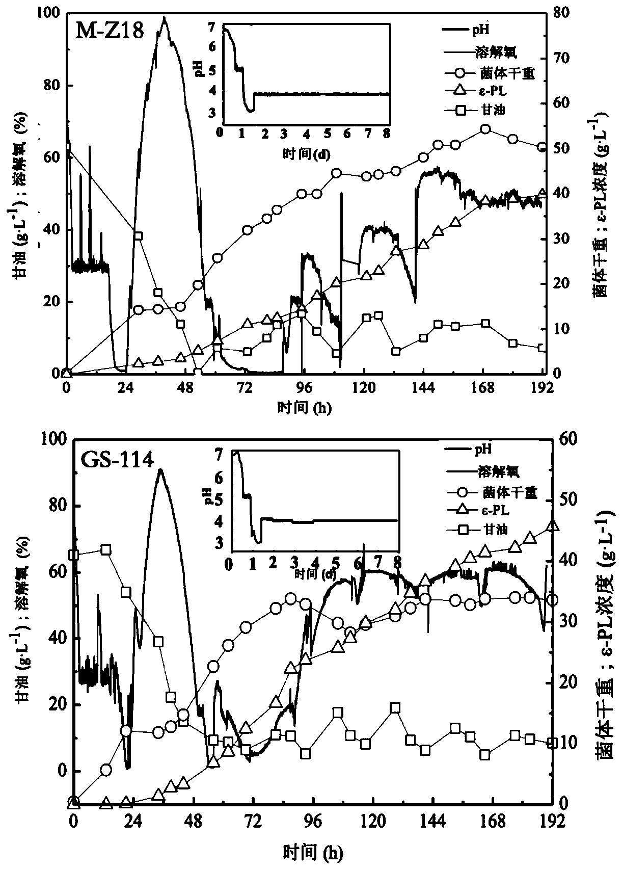 Streptomyces albulus (GS-114) and method of the same to prepare epsilon-polylysine