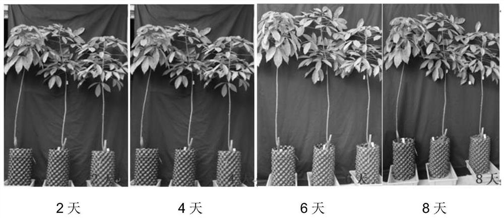 A kind of anti-cold regulator and application of effectively inhibiting rubber tree flow