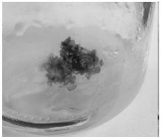 Tissue culture rapid propagation method of hypericum