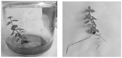 Tissue culture rapid propagation method of hypericum