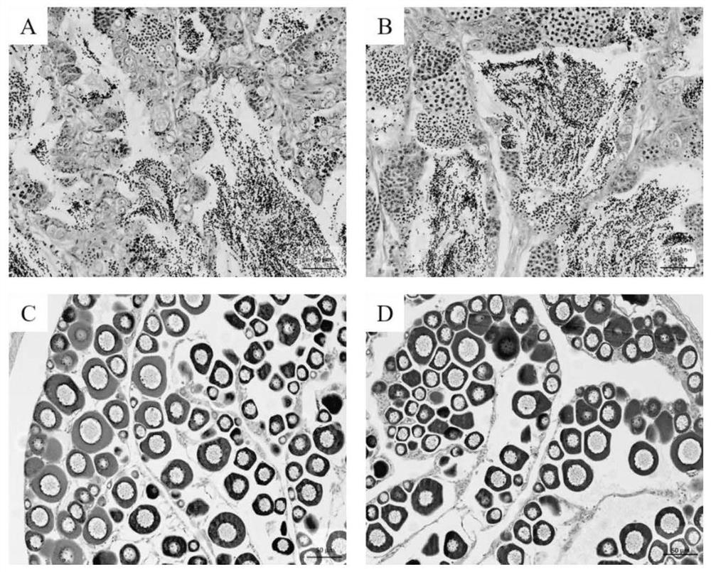 Induction Method For Efficiently Producing Nibea Albiflora Triploid All 