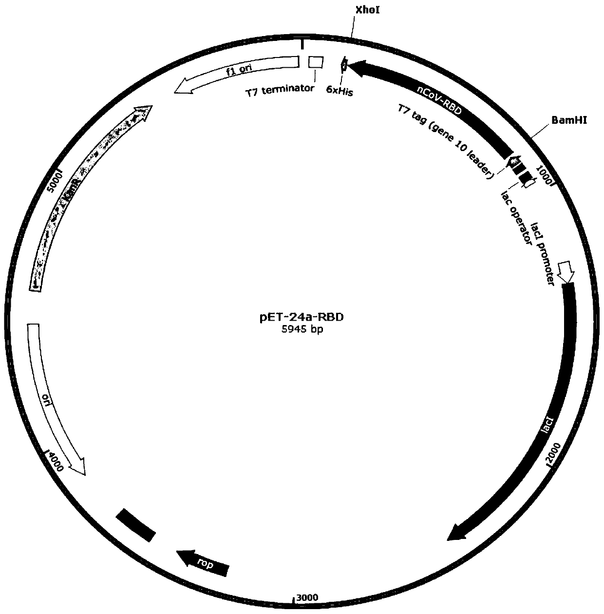 Renaturation method of COVID-19 recombinant protein inclusion bodies