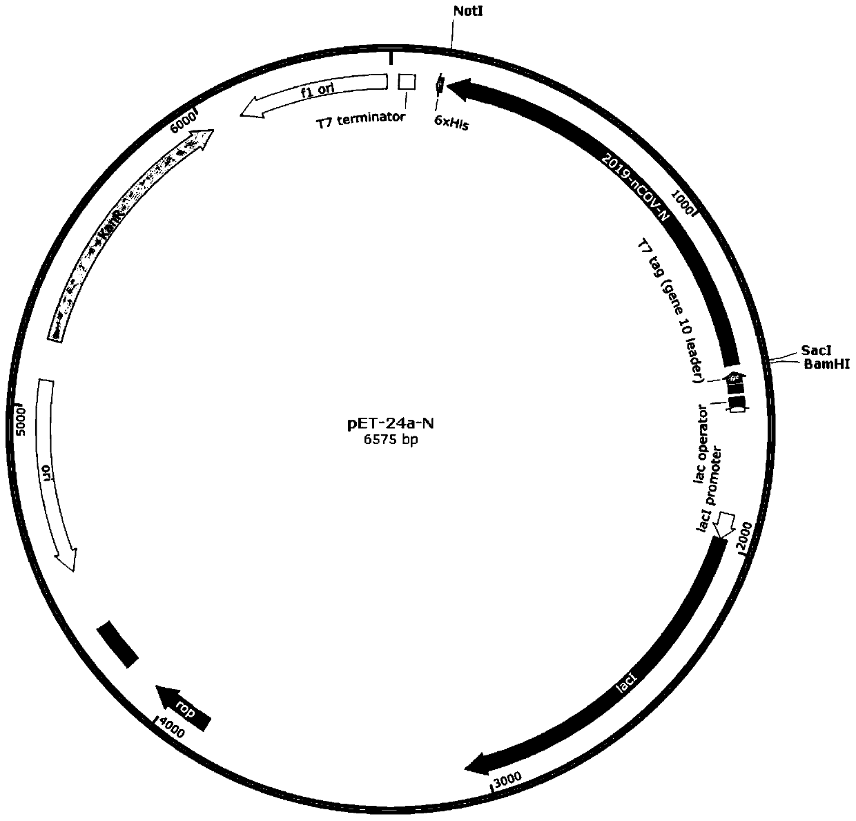 Renaturation method of COVID-19 recombinant protein inclusion bodies