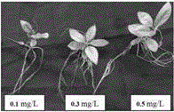 Method for rapidly and efficiently inducing rooting of prunus maritima marshall tissue culture seedlings