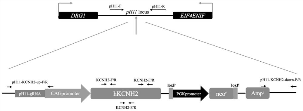Efficient and stable fixed-point integrated gene knock-in method based on pCAG-flox-neo vector