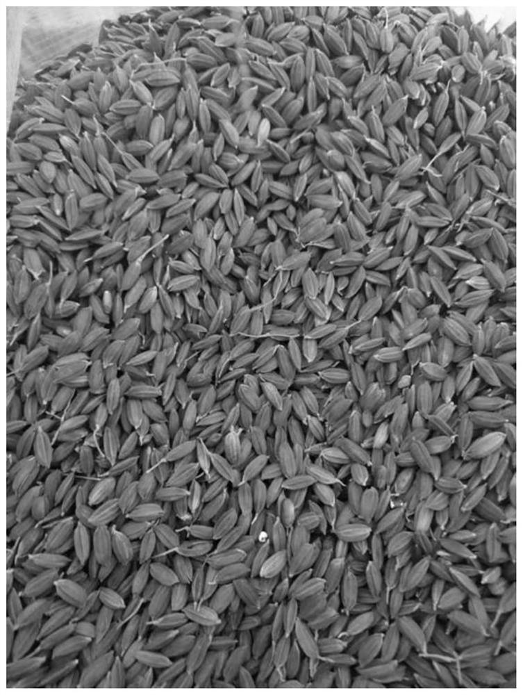 Breeding method of purple-leaf black japonica fragrant rice variety