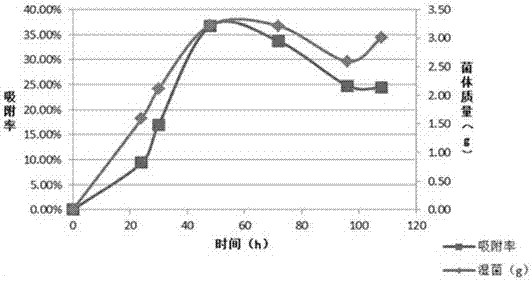 A radiation-resistant Penicillium and its application in biological treatment of adsorbed radioactive strontium 90