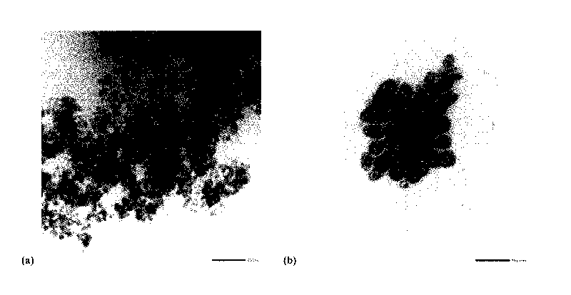 Magnetic compatible microsphere for purifying thrombin and preparation method and application thereof