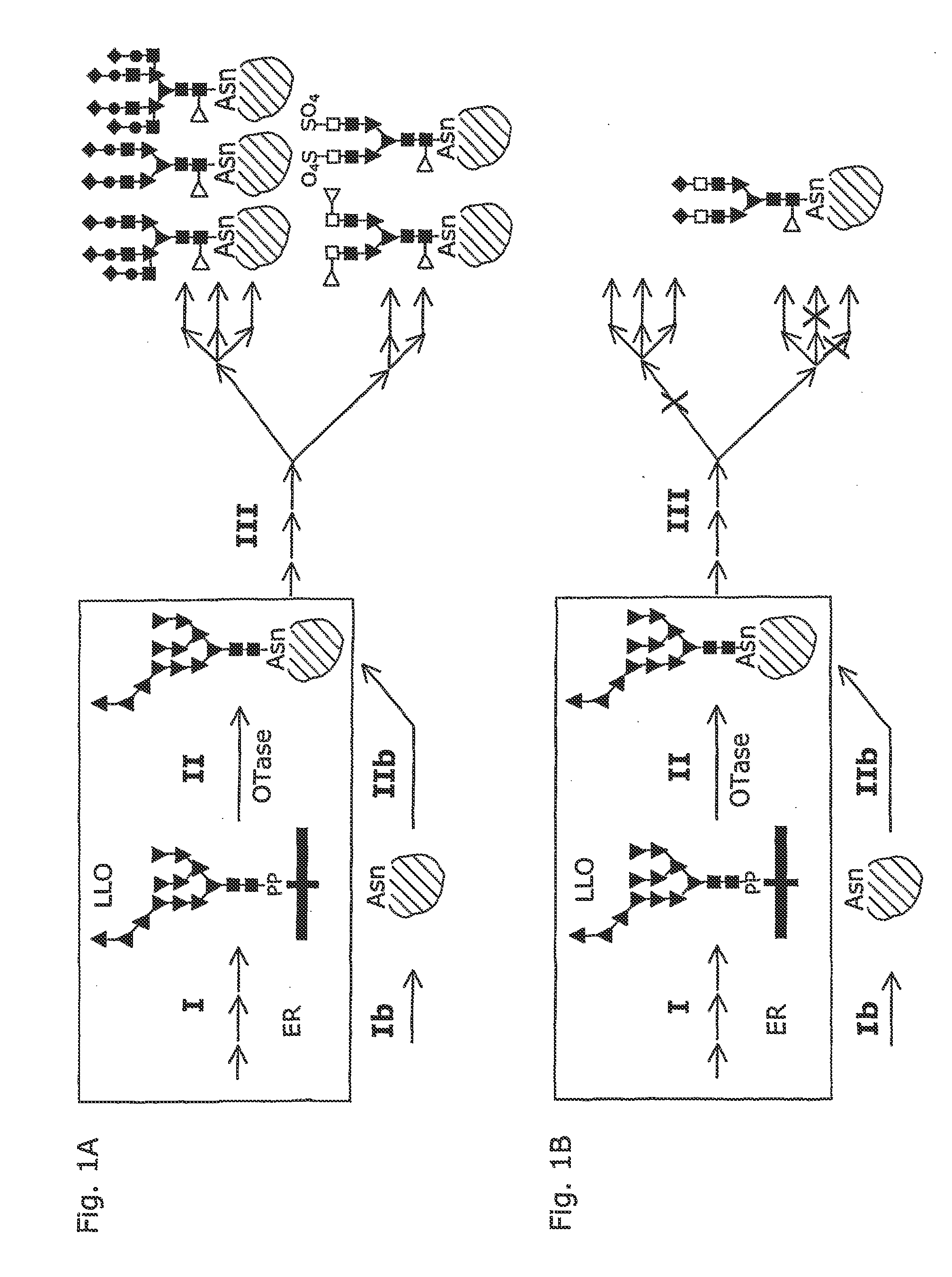 System and method for the production of recombinant glycosylated proteins in a prokaryotic host