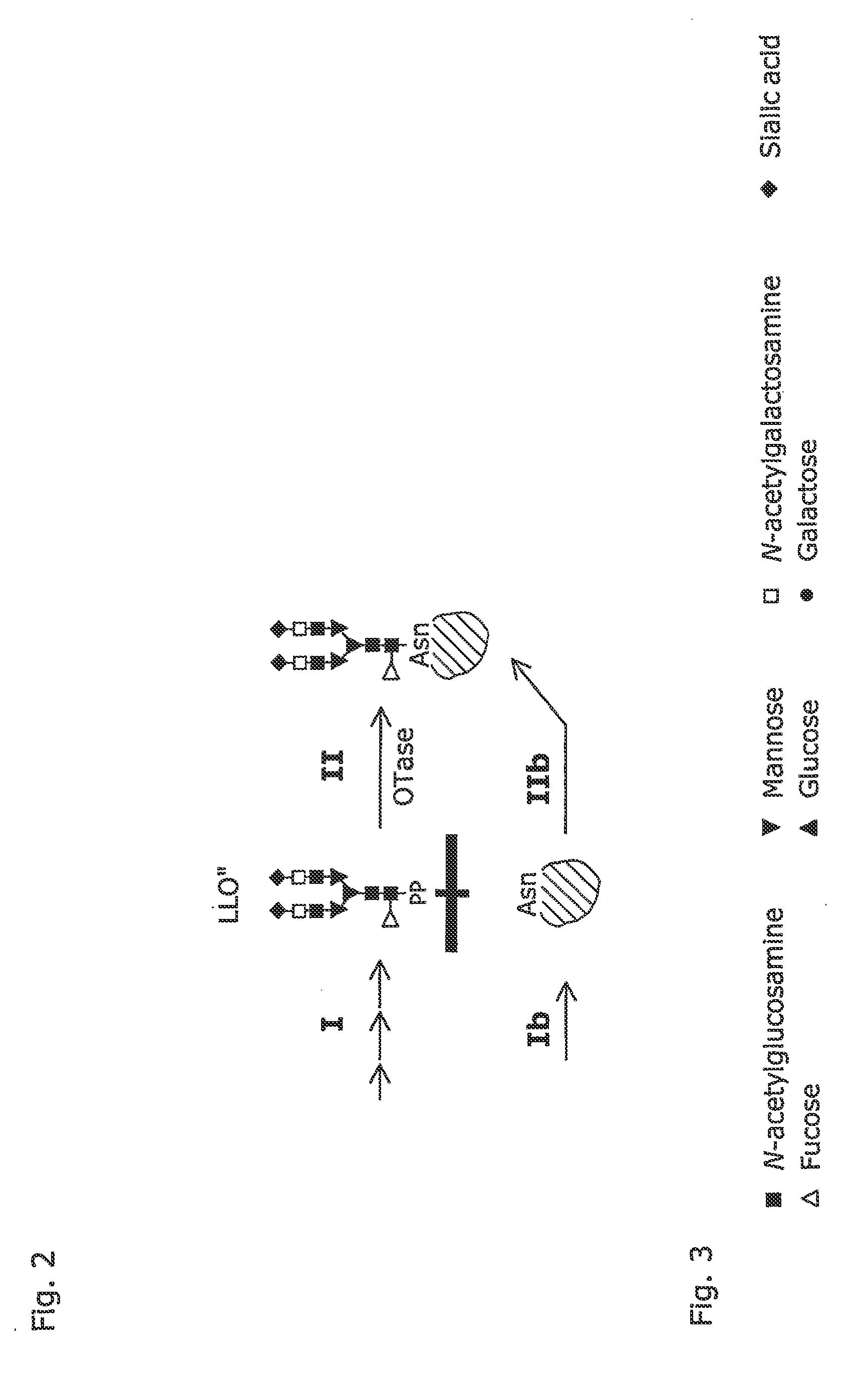 System and method for the production of recombinant glycosylated proteins in a prokaryotic host