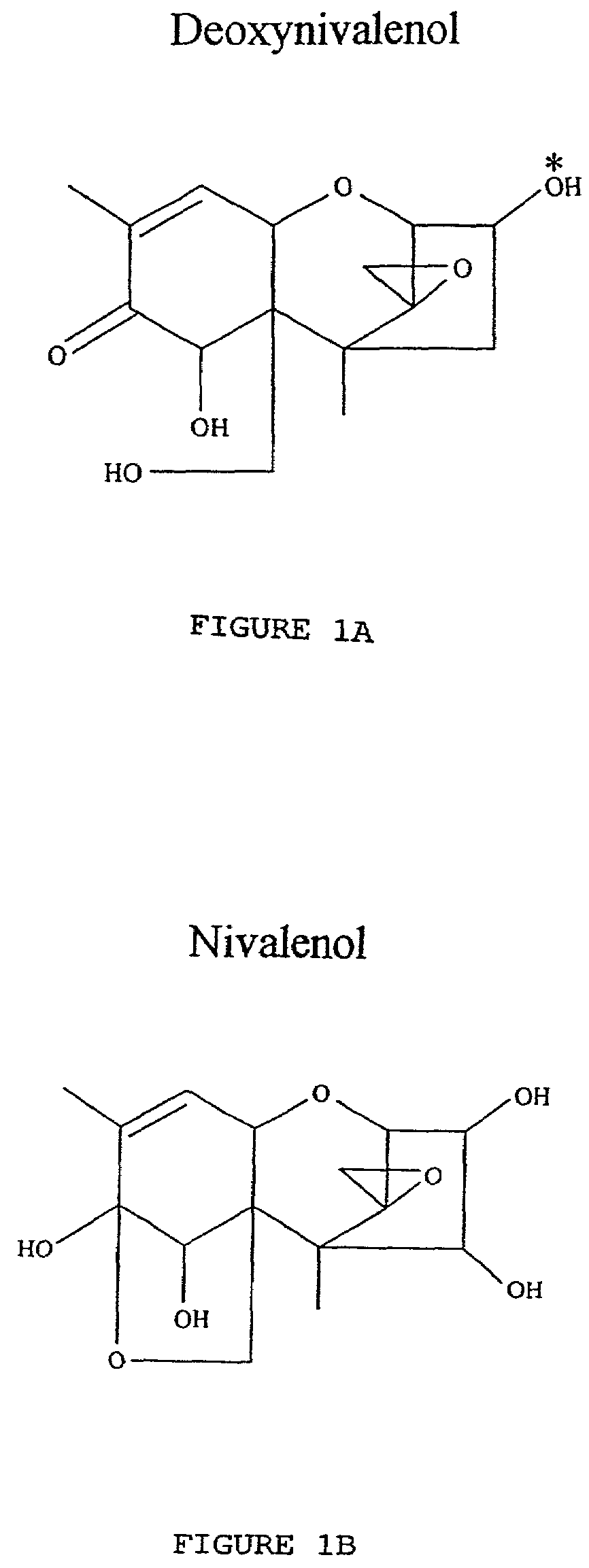 Plant cells encoding a peptide mimotope to mycotoxin deoxynivalenol and uses thereof