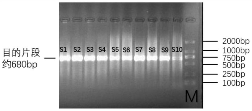 Atlantic salmon DNA bar code standard detection gene, and primer and application thereof