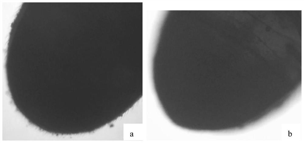 A method for rapidly sorting medicinal beetle adults according to sex