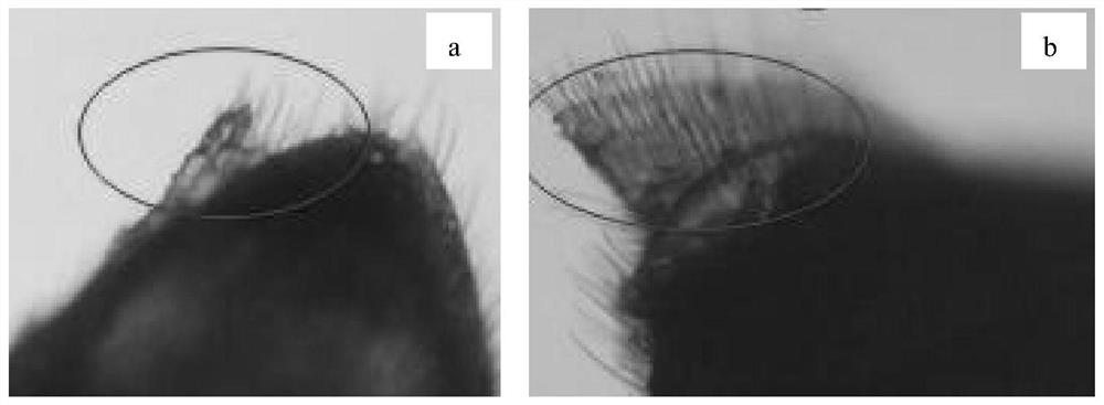 A method for rapidly sorting medicinal beetle adults according to sex