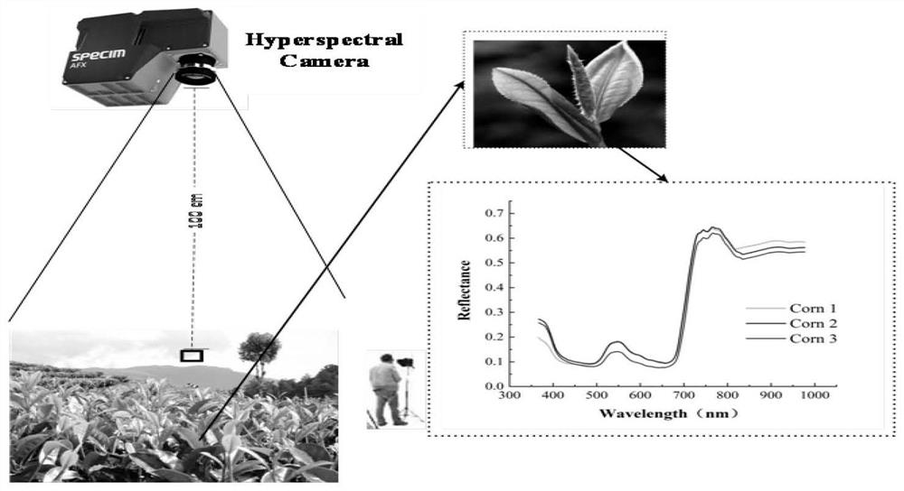 Detection method and system for spectrum detection of nutritional status of fruit tea tree